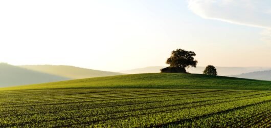 Desembargo de área rural: entendendo o processo e suas implicações jurídicas